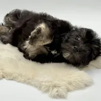 Red Ribbon, a male Havapoo for sale in Evart, MI – Photo 2 of 10