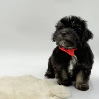 Red Ribbon, a male Havapoo for sale in Evart, MI – Photo 10 of 10