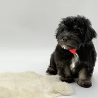 Red Ribbon, a male Havapoo for sale in Evart, MI – Photo 1 of 10