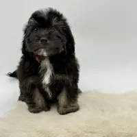 Red Ribbon, a male Havapoo for sale in Evart, MI – Photo 7 of 10