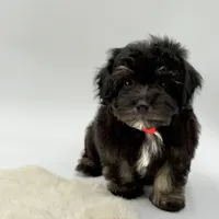 Red Ribbon, a male Havapoo for sale in Evart, MI – Photo 3 of 10