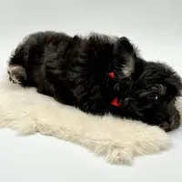 Red Ribbon, a male Havapoo for sale in Evart, MI – Photo 6 of 10