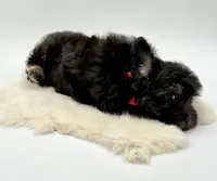 processed/549a53d0-36af-4443-8024-677310ead660/listing/e6659275-7c2a-4ac2-be74-6a0696c70058/e7f2c311-8a8e-4149-831b-113862b3c915