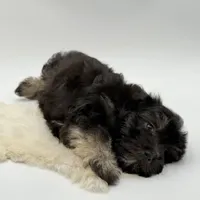 Red Ribbon, a male Havapoo for sale in Evart, MI – Photo 4 of 10