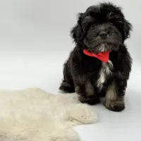 Red Ribbon, a male Havapoo for sale in Evart, MI – Photo 8 of 10