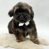 White bow, a male Havapoo for sale in Evart, MI – Photo 5 of 10