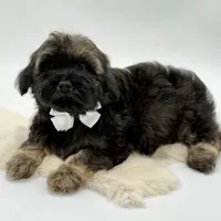 White bow, a male Havapoo for sale in Evart, MI – Photo 10 of 10