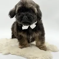 White bow, a male Havapoo for sale in Evart, MI – Photo 8 of 10