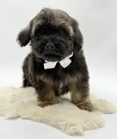 processed/549a53d0-36af-4443-8024-677310ead660/listing/e7ec0255-e607-4204-a3ab-ac4373377779/1f8579e7-7c48-4302-8206-76633db8752c