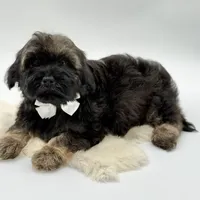 White bow, a male Havapoo for sale in Evart, MI – Photo 2 of 10