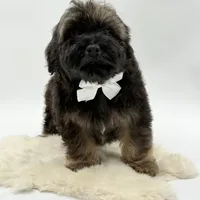 White bow, a male Havapoo for sale in Evart, MI – Photo 9 of 10