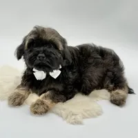 White bow, a male Havapoo for sale in Evart, MI – Photo 4 of 10