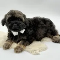 White bow, a male Havapoo for sale in Evart, MI – Photo 1 of 10