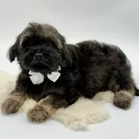 White bow, a male Havapoo for sale in Evart, MI – Photo 3 of 10