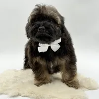 White bow, a male Havapoo for sale in Evart, MI – Photo 7 of 10