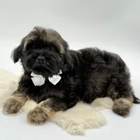 White bow, a male Havapoo for sale in Evart, MI – Photo 6 of 10