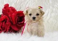 Anastasia OFA, a female Maltipoo for sale in Evart, MI – Photo 1 of 10