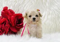 Anastasia OFA, a female Maltipoo for sale in Evart, MI – Photo 10 of 10