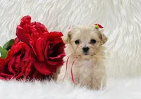 Anastasia OFA, a female Maltipoo for sale in Evart, MI – Photo 8 of 10