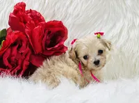 Anastasia OFA, a female Maltipoo for sale in Evart, MI – Photo 4 of 10
