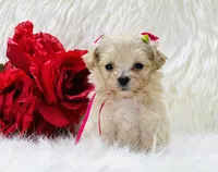 Anastasia OFA, a female Maltipoo for sale in Evart, MI – Photo 6 of 10