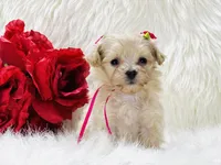 Anastasia OFA, a female Maltipoo for sale in Evart, MI – Photo 9 of 10