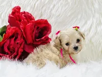 Anastasia OFA, a female Maltipoo for sale in Evart, MI – Photo 5 of 10