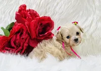 Anastasia OFA, a female Maltipoo for sale in Evart, MI – Photo 3 of 10