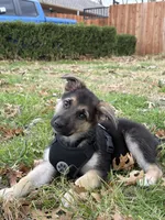 Max, a male German Shepherd Dog for sale in Dallas, TX – Photo 3 of 5