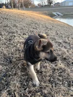 Max, a male German Shepherd Dog for sale in Dallas, TX – Photo 4 of 5