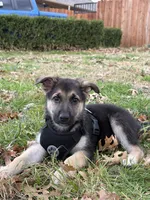 Max, a male German Shepherd Dog for sale in Dallas, TX – Photo 1 of 5