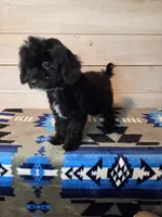 Male blk white brw, a male Yorkipoo for sale in Kansas City, KS – 2 of 6
