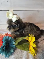 Male Brown multi, a male Yorkipoo for sale in Pittsburg, KS – 6 of 8