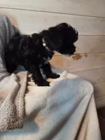 Male blk white brw , a male Yorkipoo for sale in Tulsa, OK – 6 of 7
