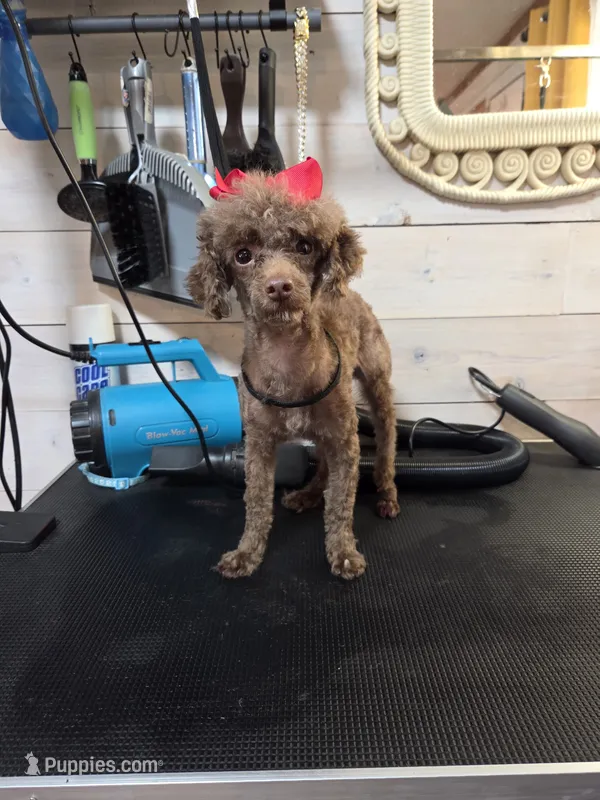 Lilly – Poodle - Toy  puppy for sale in Tulsa, OK
