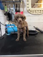Lilly, a female Poodle - Toy  for sale in Tulsa, OK – 1 of 1