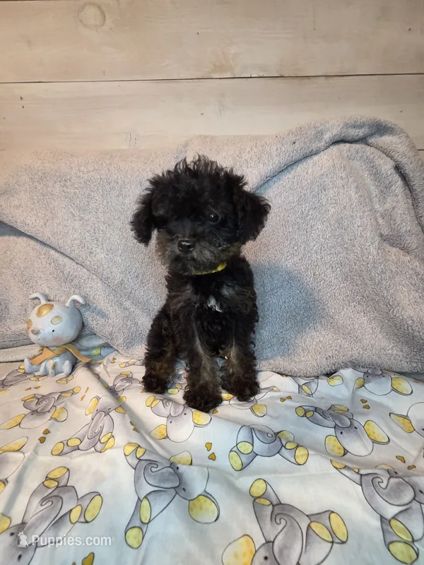 Male phantom – Yorkipoo puppy for sale in Tulsa, OK