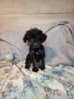 Male phantom, a male Yorkipoo for sale in Kansas City, KS – 4 of 7