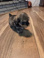 Male Brown multi, a male Yorkipoo for sale in Tulsa, OK – 2 of 3