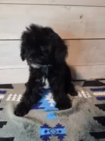Male blk white brw, a male Yorkipoo for sale in Kansas City, KS – 6 of 6