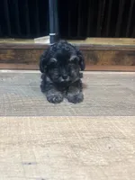 Girl phantom, a female Yorkipoo for sale in Tulsa, OK – 2 of 3