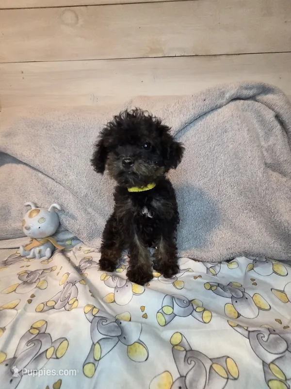 Male phantom – Yorkipoo puppy for sale in Tulsa, OK