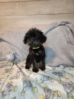 Male phantom, a male Yorkipoo for sale in Kansas City, KS – 3 of 7