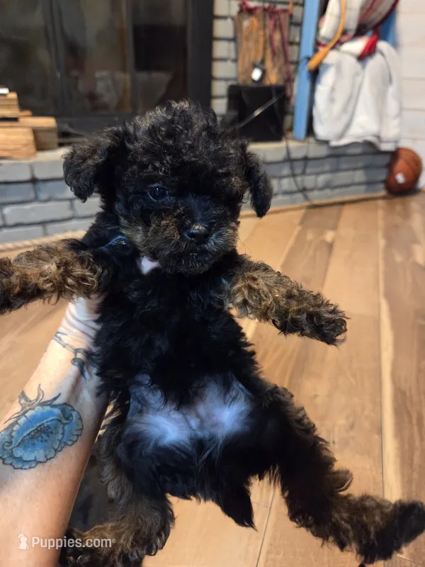 Male phantom – Yorkipoo puppy for sale in Tulsa, OK
