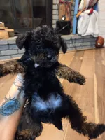 Male phantom, a male Yorkipoo for sale in Tulsa, OK – 1 of 2