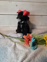 Male blk white brw , a male Yorkipoo for sale in Tulsa, OK – 3 of 7