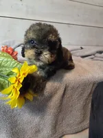Male Brown multi, a male Yorkipoo for sale in Pittsburg, KS – 2 of 8