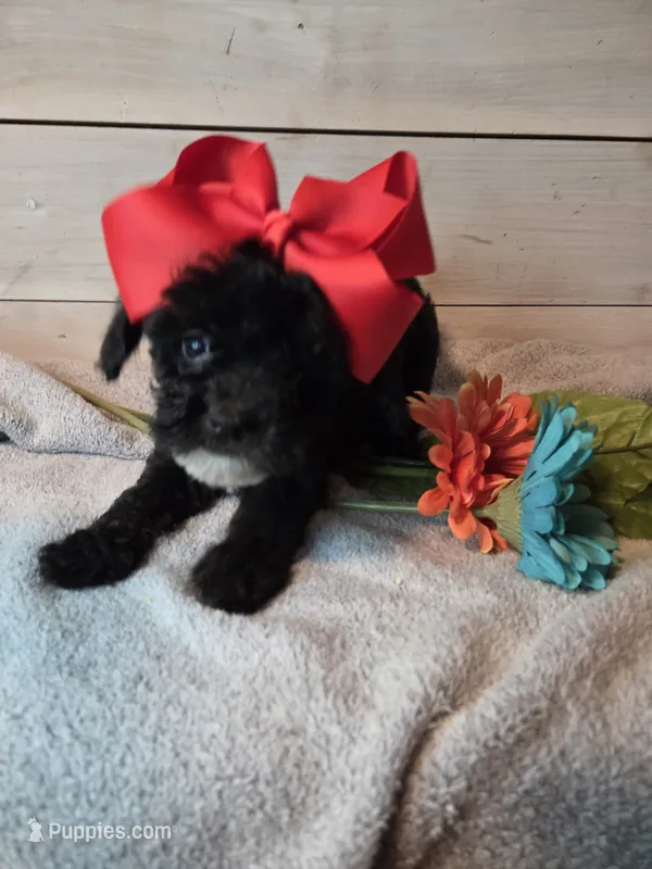 Male black/ white – Yorkipoo puppy for sale in Tulsa, OK