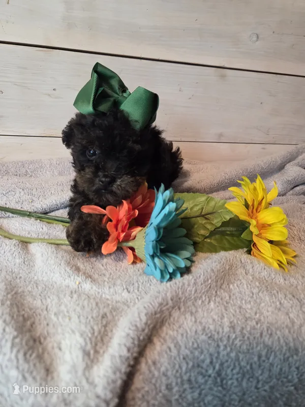 Male phantom – Yorkipoo puppy for sale in Tulsa, OK