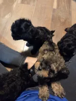 Male Brown multi, a male Yorkipoo for sale in Tulsa, OK – 3 of 3